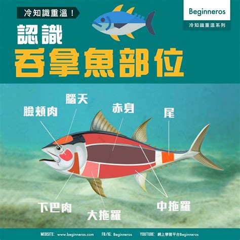 腦天|【食物冷知識】認識吞拿魚部位